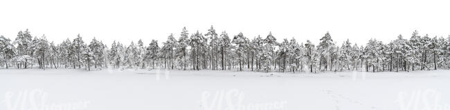 cut out snowy forest