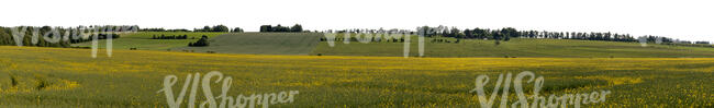 panoramic background of meadows and fields