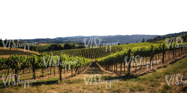 cut out ground with large vineyard