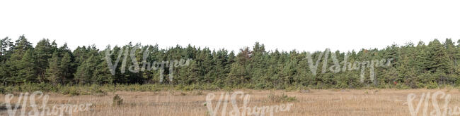 background with pine forest