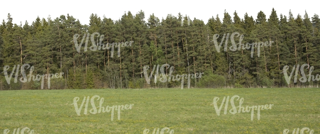 cut out background with spruce forest