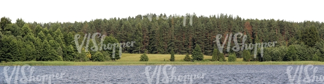 cut out background with a lake and spruce forest