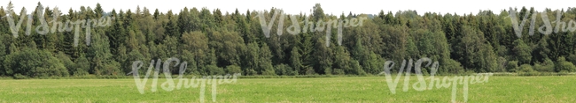 meadow with a forest in the background