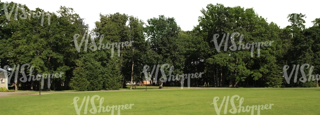 view on a park with tall trees