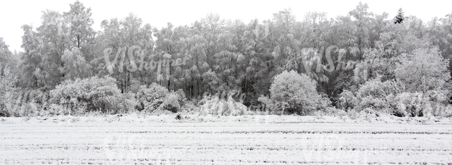 field of snow with a trees in the background