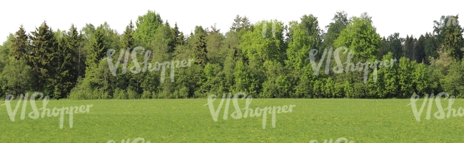 meadow with a row of trees