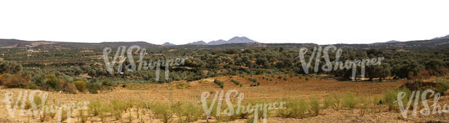 cut out background with olive groves and hills