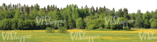 meadow with flowers and forest in the back