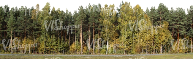 forest in autumn