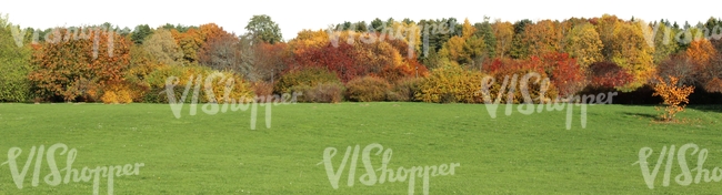 meadow with colorful forest in the background