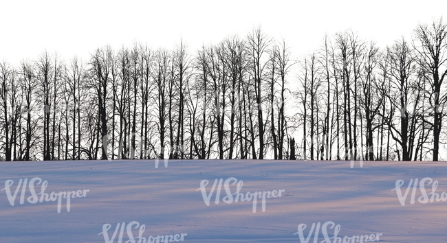 row of bare trees in wintertime