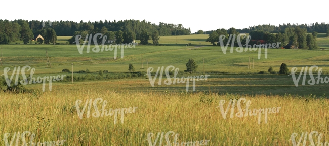 rural landscape with meadow and trees