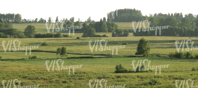 rural landscape with meadow and trees