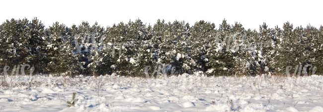 field of snow with a row of firs