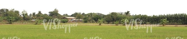 tropical rural background