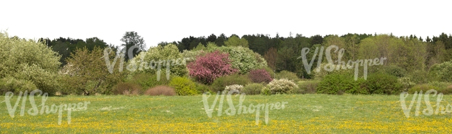 springtime landscape with blooming forest