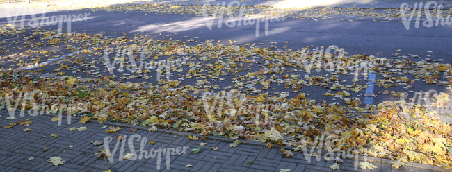 street and sidewalk with fallen leaves and big tree shadows