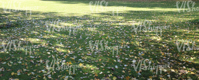 lawn with fallen leaves