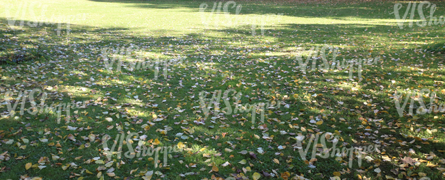 lawn with fallen leaves