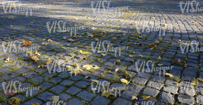 pavement with leaves and shadows