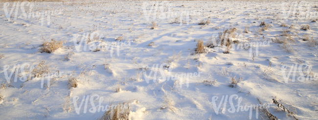 meadow covered with snow