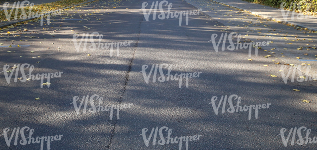 street with fallen leaves and tree shadows