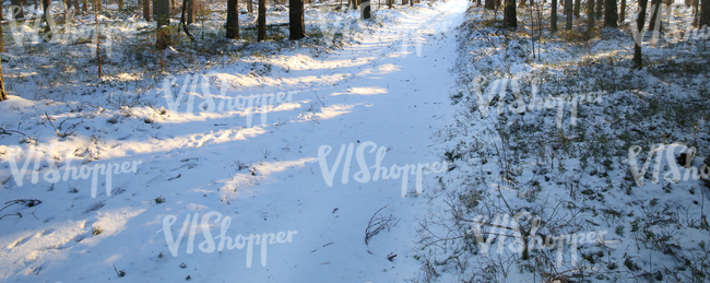 small forest road in winter