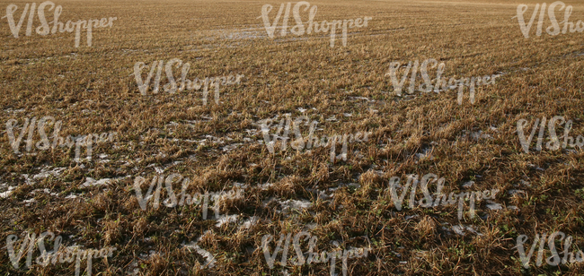 field with patches of melted snow