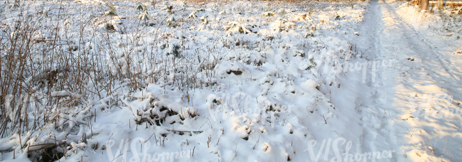 winter landscape