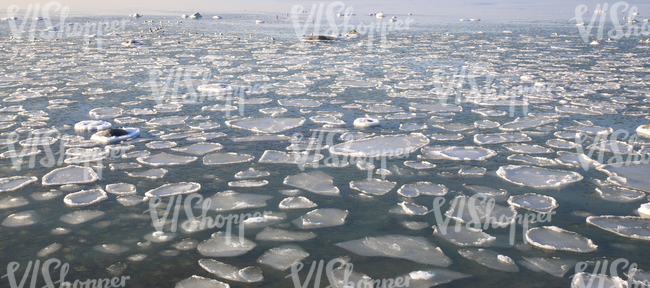 sea surface with floating ice