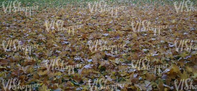 lawn covered with autumn leaves