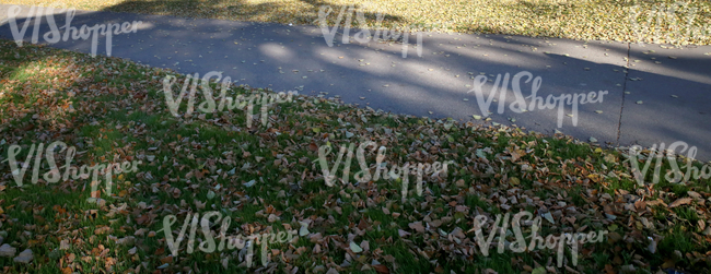 park walkway with autumn leaves