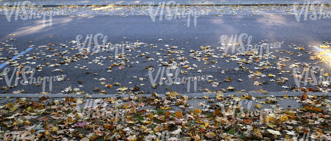 city street with fallen leaves