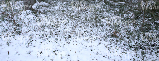 forest floor covered with snow