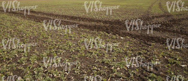 field with tractor tracks in springtime