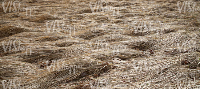 dry hay field after winter