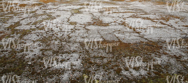 stony and mossy ground