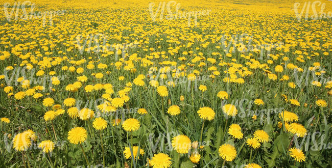 field of dandelions