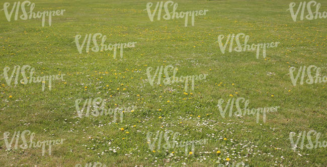 low cut grass with daisies and dandelions