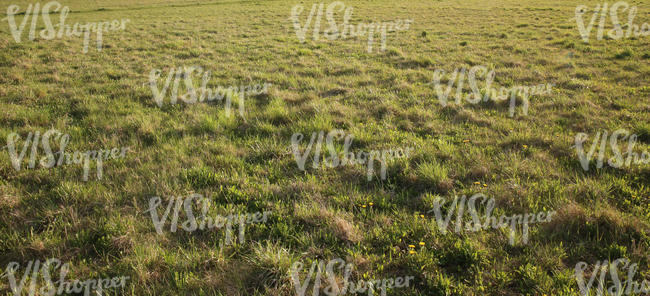 field of low grass in the springtime