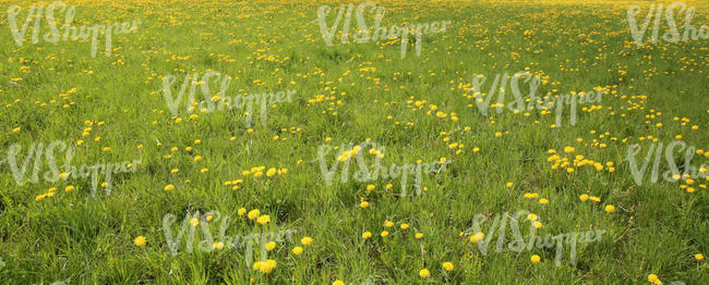 grass field with dandelions