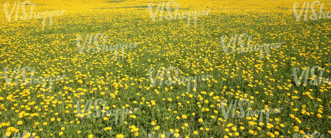 large field of dandelions