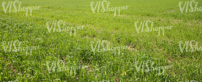 agricultural field in spring