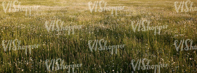 tall grass meadow at sunset