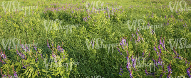 meadow of tall grass with flowers