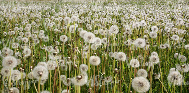 dandelions after flowering