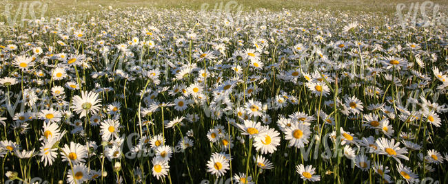 field of daisies at sunset