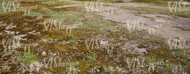 stony ground partially covered with moss and grass