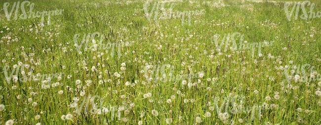 field of dandelions after flowering