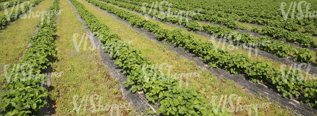 strawberry field